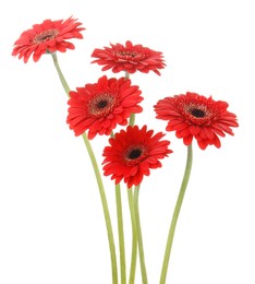 Photo of Bouquet of beautiful red gerbera flowers on white background