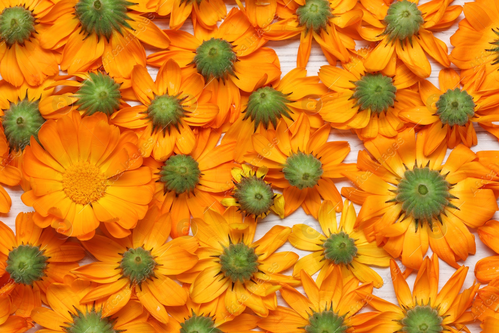 Photo of Beautiful fresh calendula flowers on white background, top view