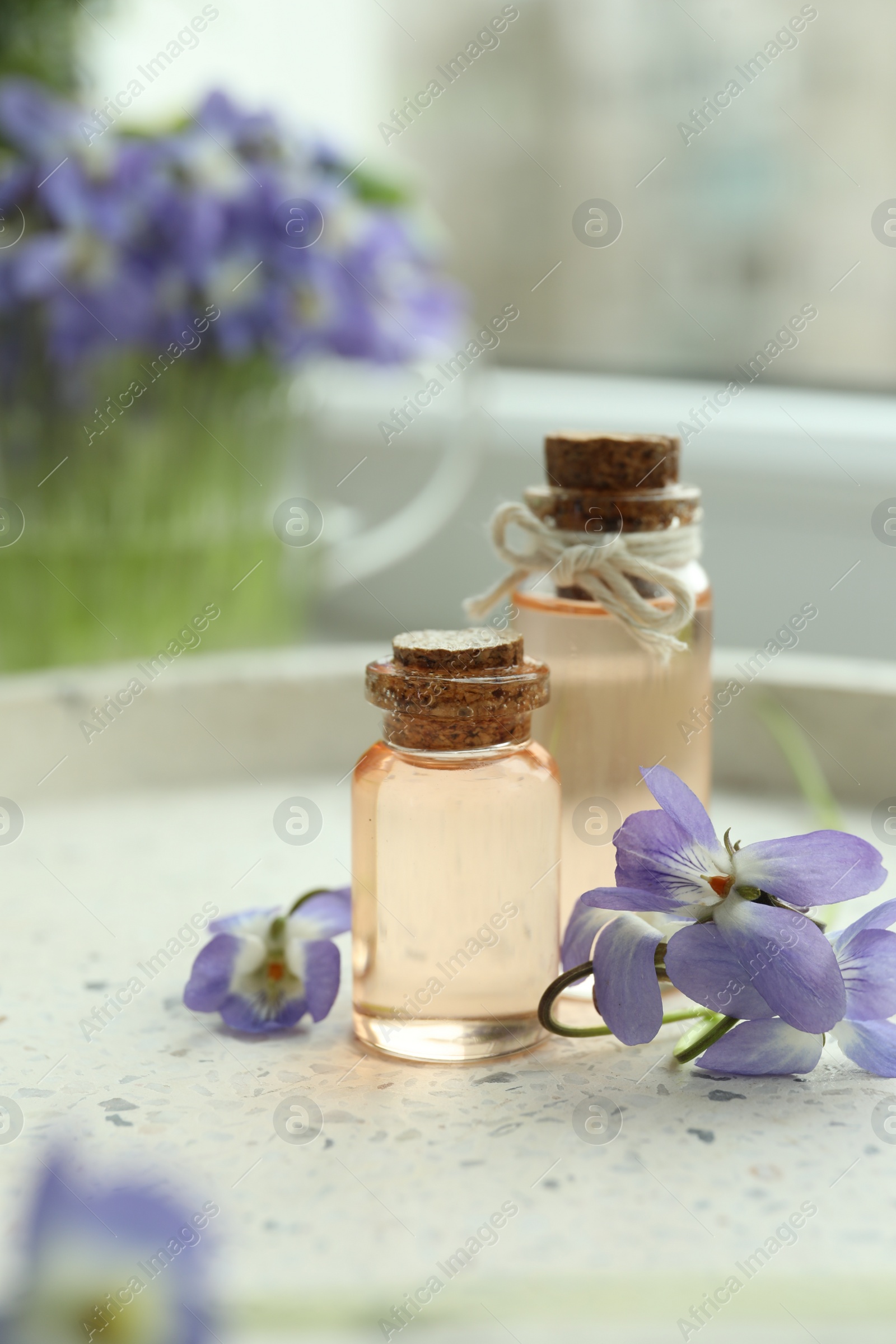 Photo of Beautiful wood violets and essential oil on table. Spring flowers