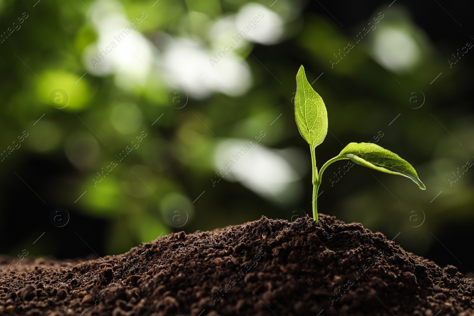 Photo of Young seedling in soil on blurred background, space for text