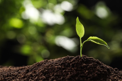 Young seedling in soil on blurred background, space for text