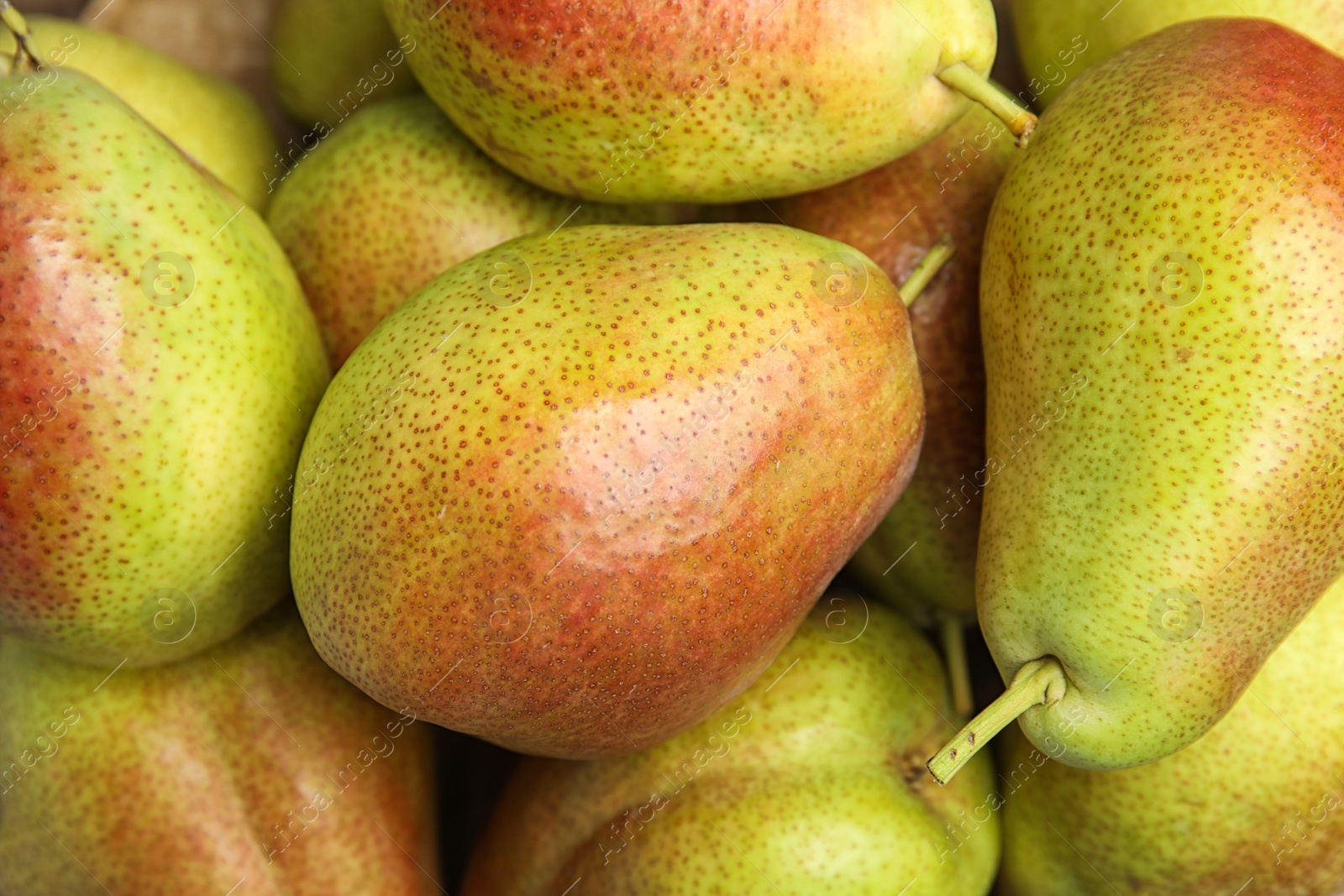 Photo of Many ripe juicy pears as background, closeup