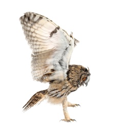 Photo of Beautiful eagle owl flying on white background. Predatory bird
