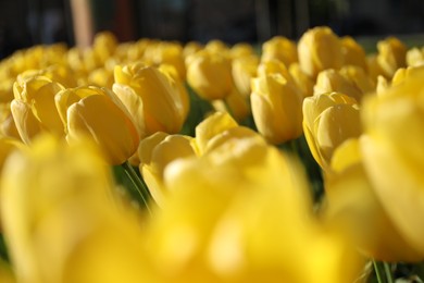 Photo of Beautiful yellow tulips growing outdoors on sunny day, closeup. Spring season