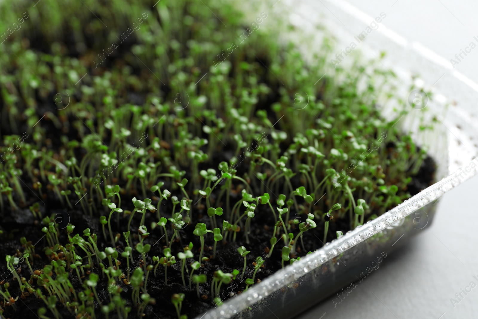 Photo of Young arugula sprouts in container on light table, closeup