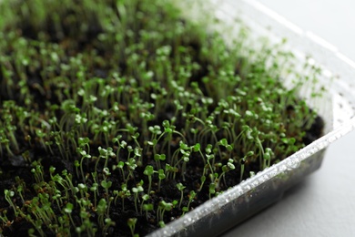 Photo of Young arugula sprouts in container on light table, closeup