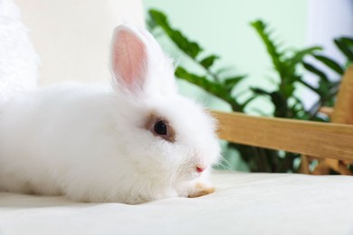 Photo of Fluffy white rabbit on sofa indoors, space for text. Cute pet