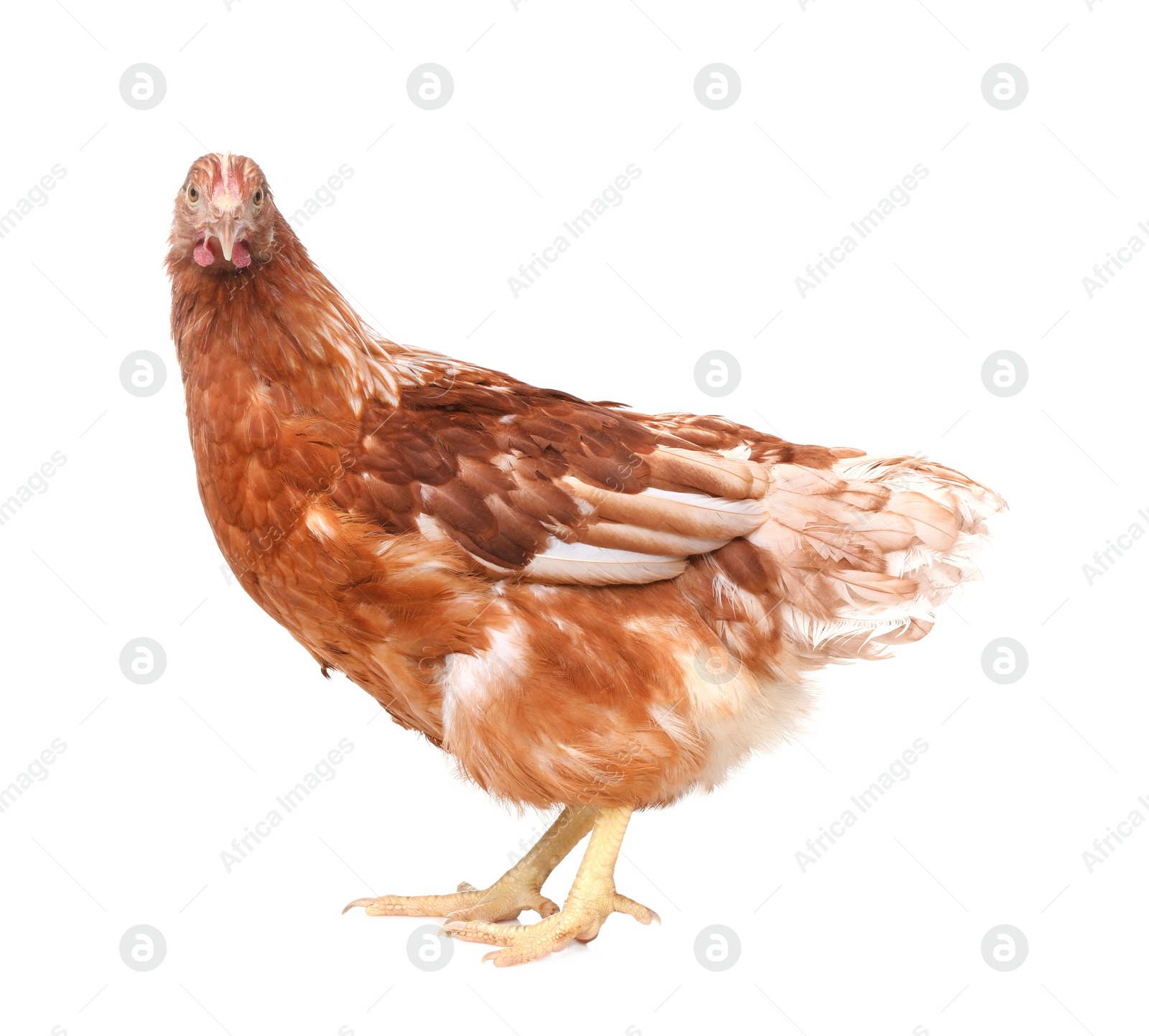 Photo of Beautiful chicken on white background. Domestic animal