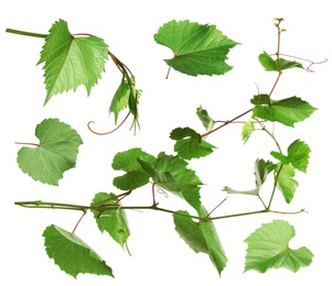 Image of Set of grapevines with green leaves on white background