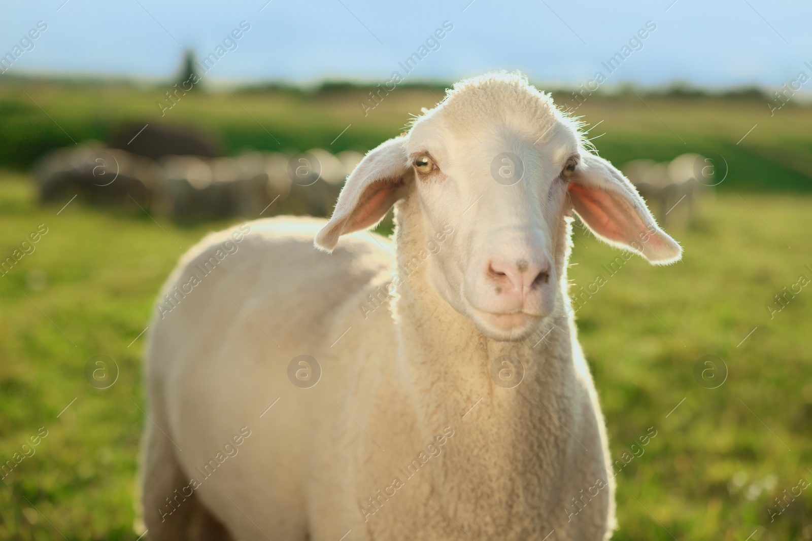 Photo of Cute sheep grazing outdoors on sunny day. Farm animal