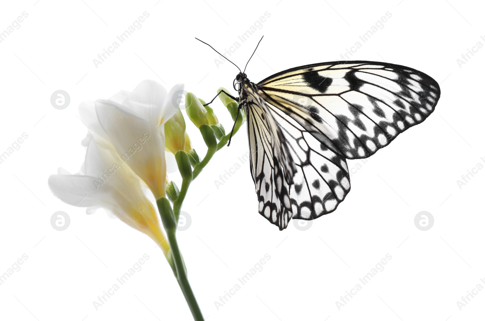 Photo of Beautiful rice paper butterfly sitting on freesia flower against white background