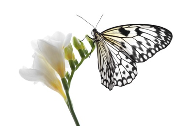 Photo of Beautiful rice paper butterfly sitting on freesia flower against white background