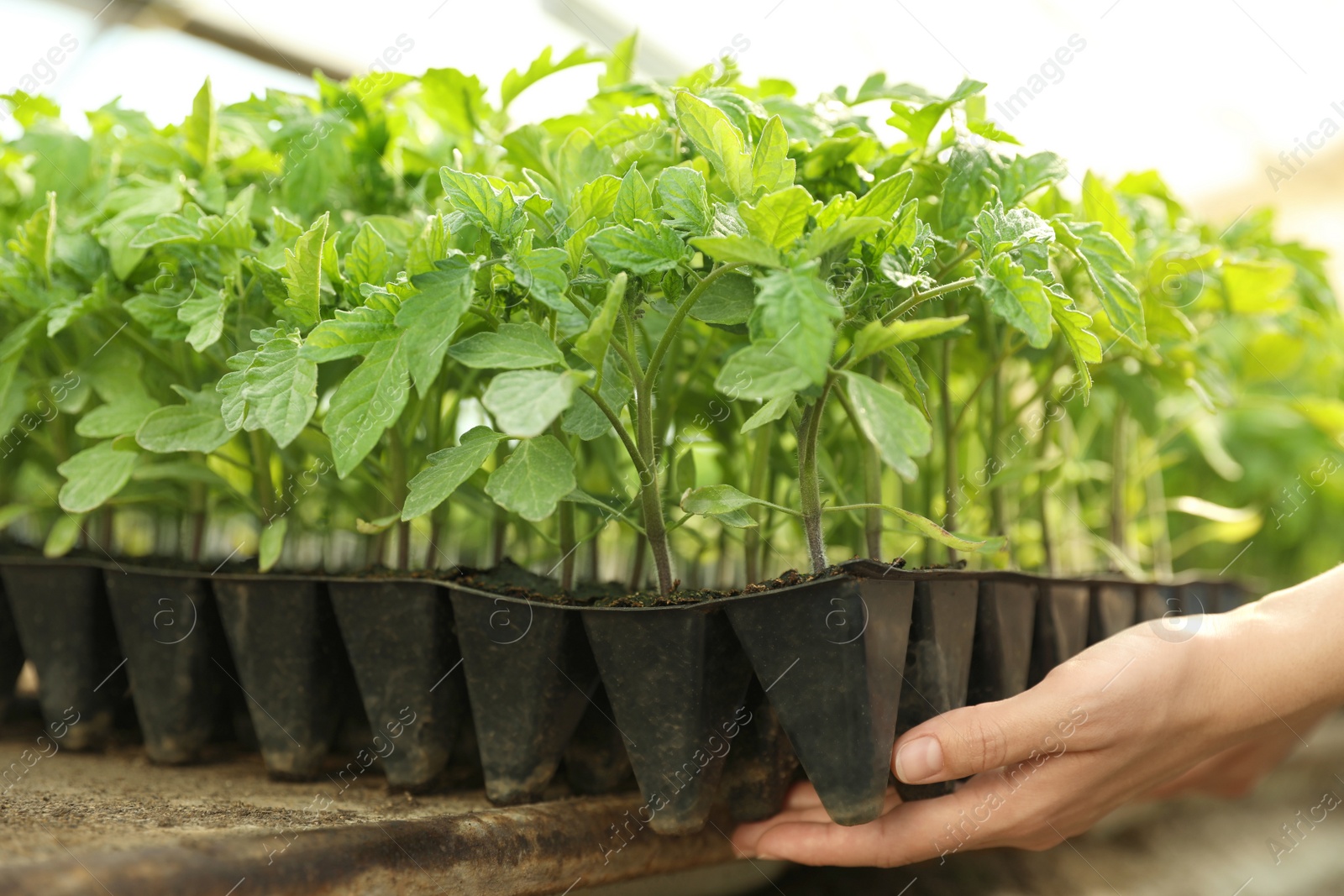 Photo of Woman taking seedling tray with young tomato plants from table, closeup
