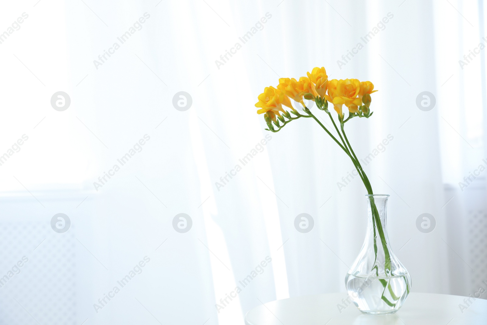 Photo of Beautiful yellow freesia flowers on table indoors. Space for text