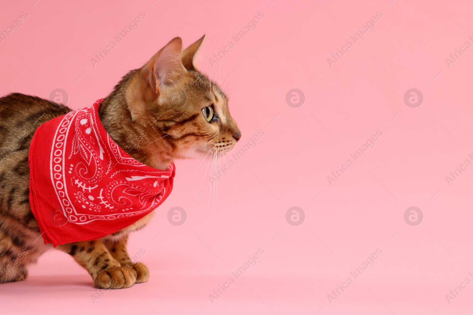 Photo of Cute Bengal cat with red bandana on pink background, space for text