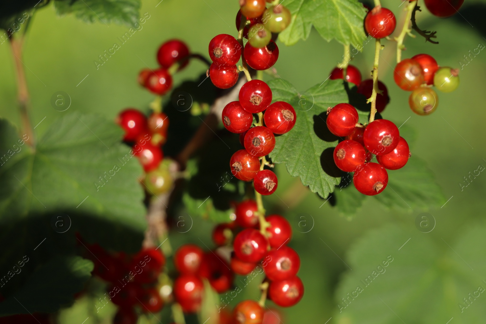 Photo of Closeup view of red currant bush with ripening berries outdoors on sunny day