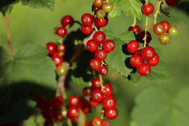 Photo of Closeup view of red currant bush with ripening berries outdoors on sunny day