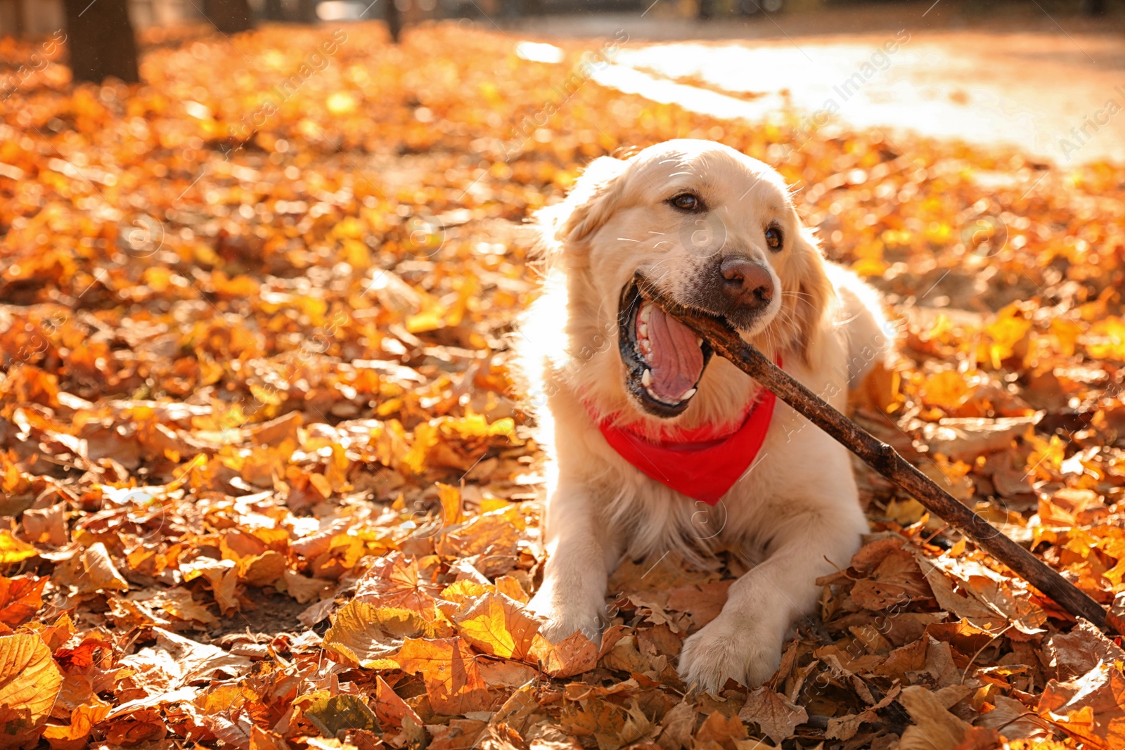 Photo of Golden retriever playing with stick in sunny autumn park