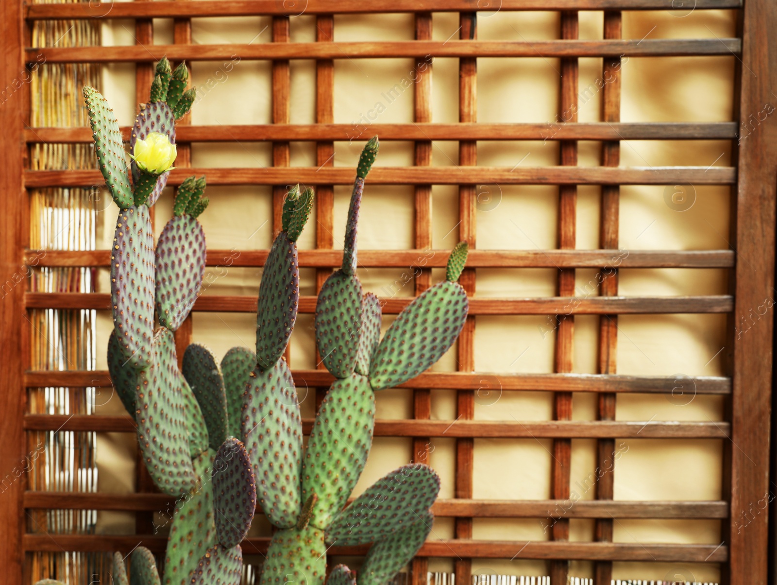Photo of Beautiful green cactus with yellow flower indoors, space for text