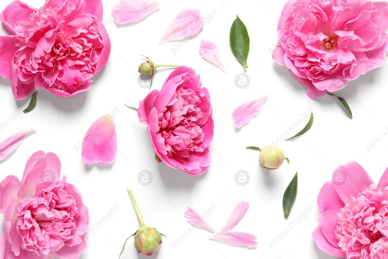 Photo of Beautiful peony flowers on white background, top view