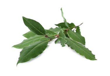 Photo of Branch with bay leaves isolated on white