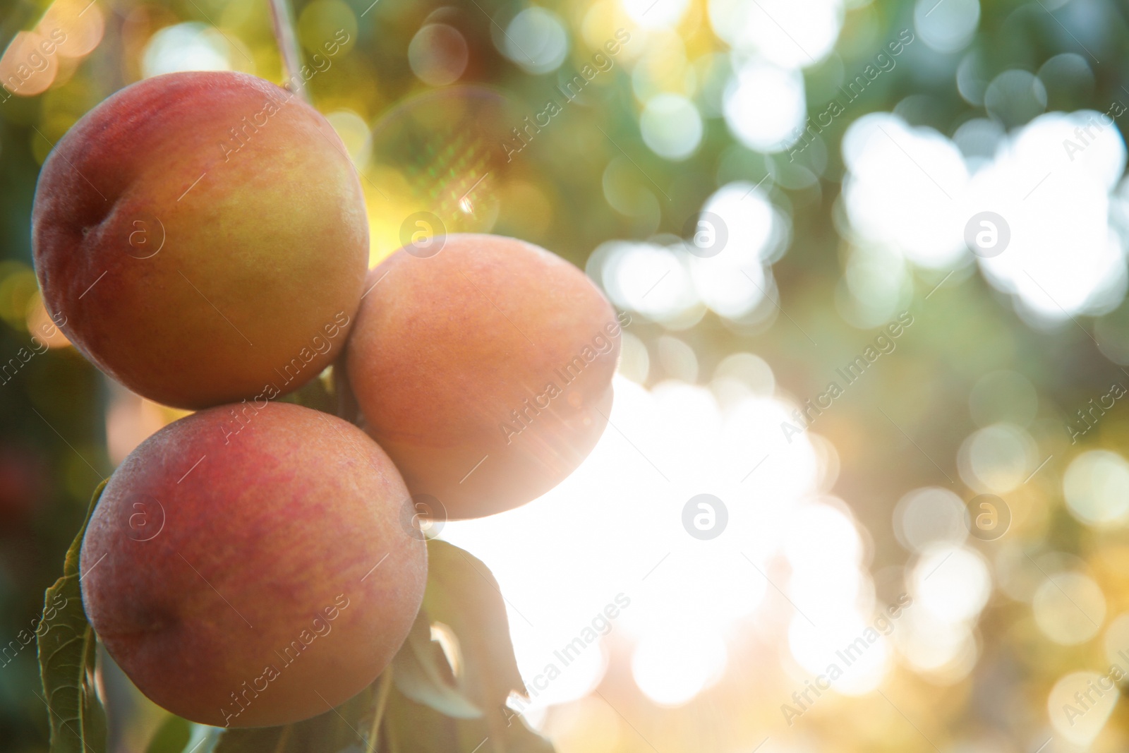 Photo of Ripe peaches on tree branch in garden, closeup. Space for text