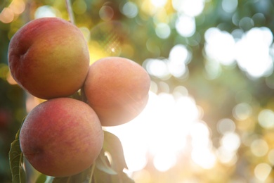 Ripe peaches on tree branch in garden, closeup. Space for text