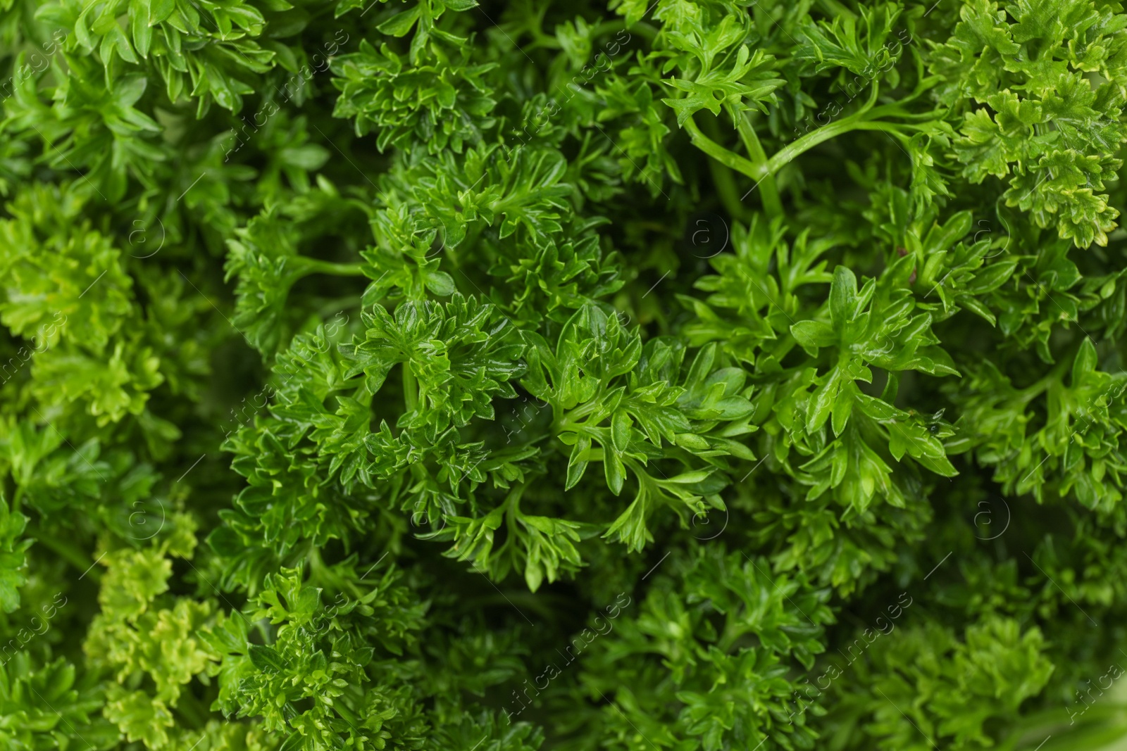 Photo of Fresh green parsley leaves as background, closeup