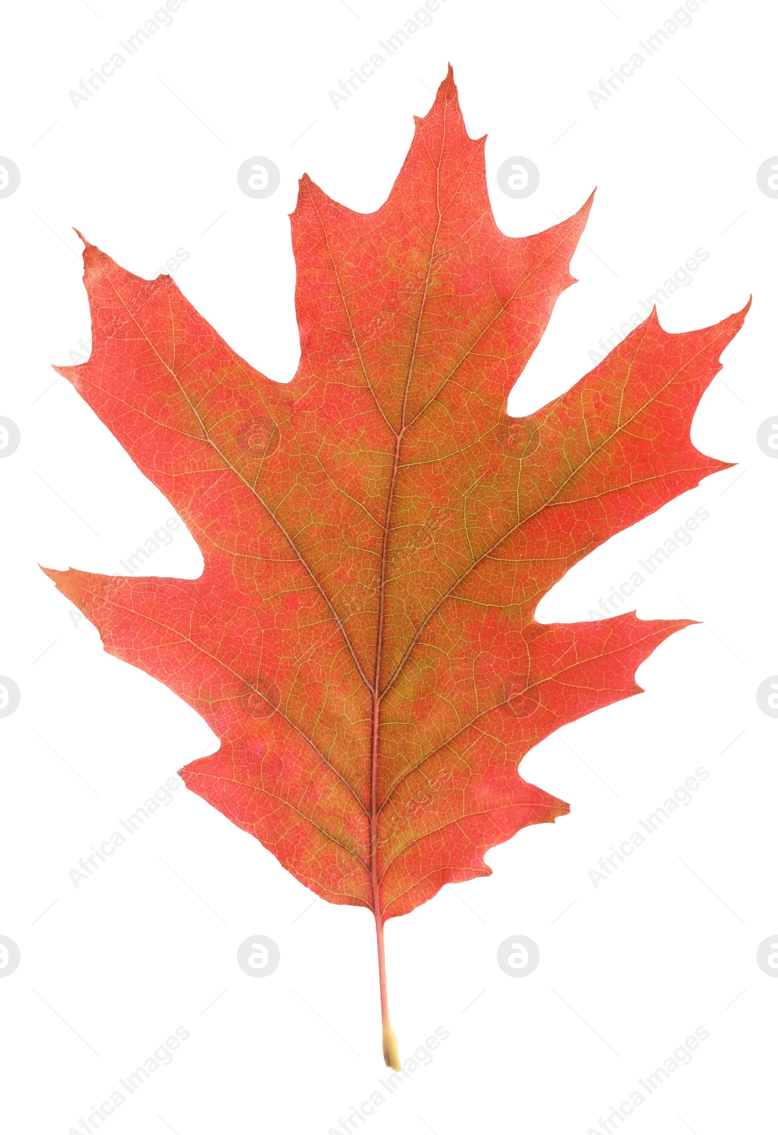 Photo of Autumn season. Oak leaf isolated on white