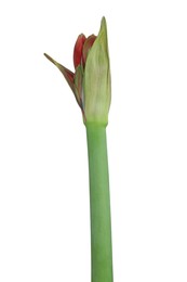 Photo of Beautiful fresh amaryllis flower on white background