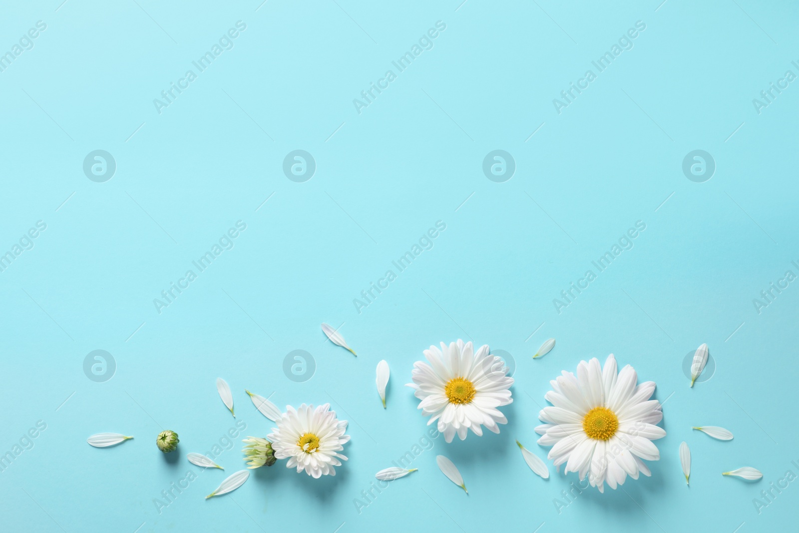 Photo of Beautiful chamomile flowers on color background, flat lay with space for text