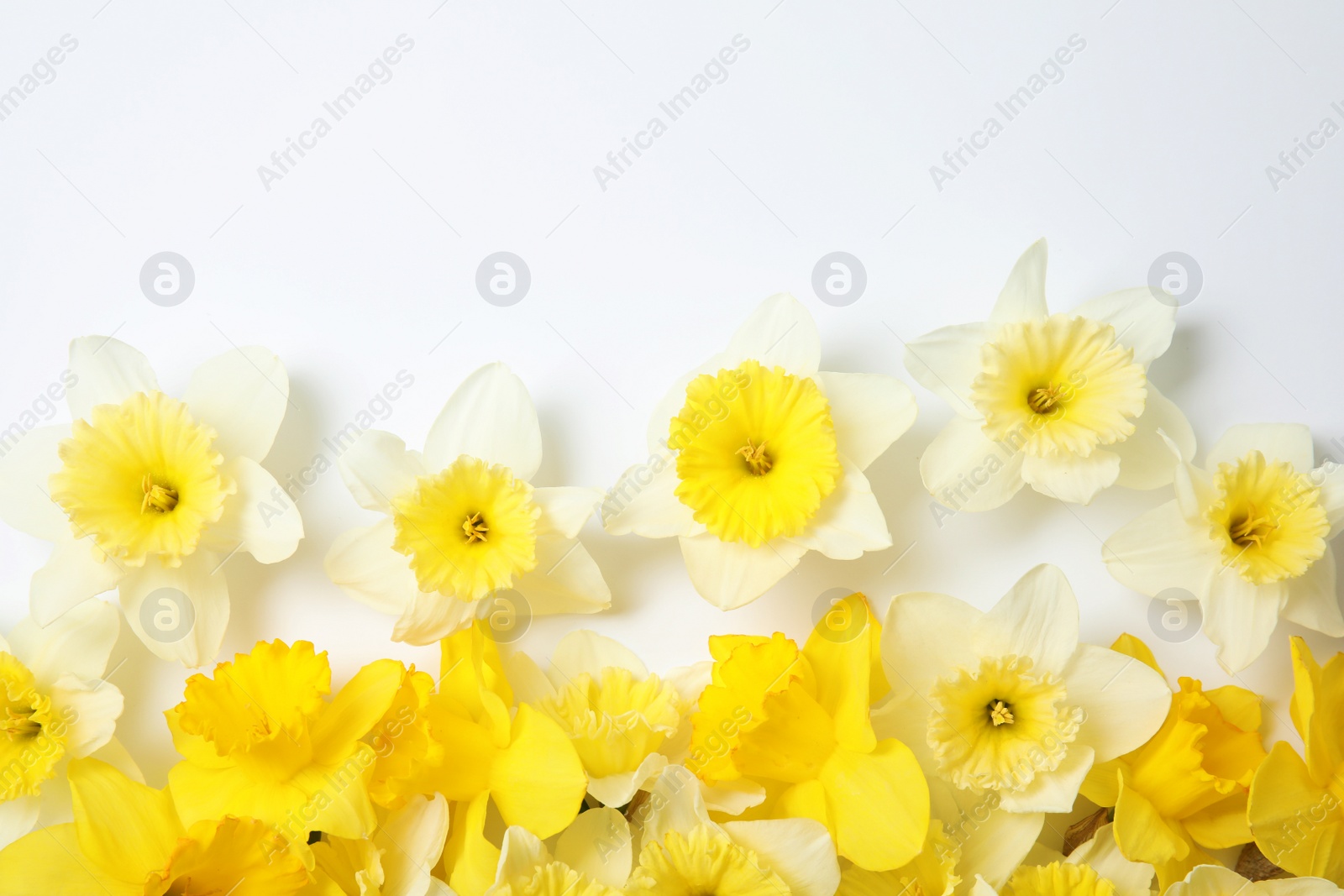 Photo of Composition with daffodils on white background, top view. Fresh spring flowers