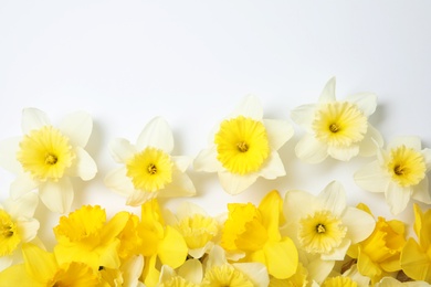 Photo of Composition with daffodils on white background, top view. Fresh spring flowers