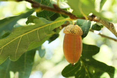 Closeup view of oak with green leaves and acorn outdoors