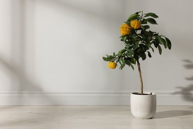 Photo of Potted bergamot tree with ripe fruits on floor near white wall indoors, space for text