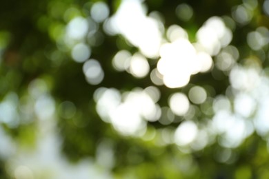 Blurred view of green trees on sunny day outdoors. Bokeh effect
