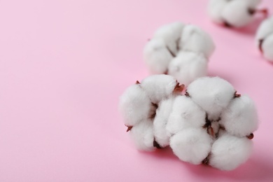 Photo of Fluffy cotton flowers on pink background, closeup. Space for text