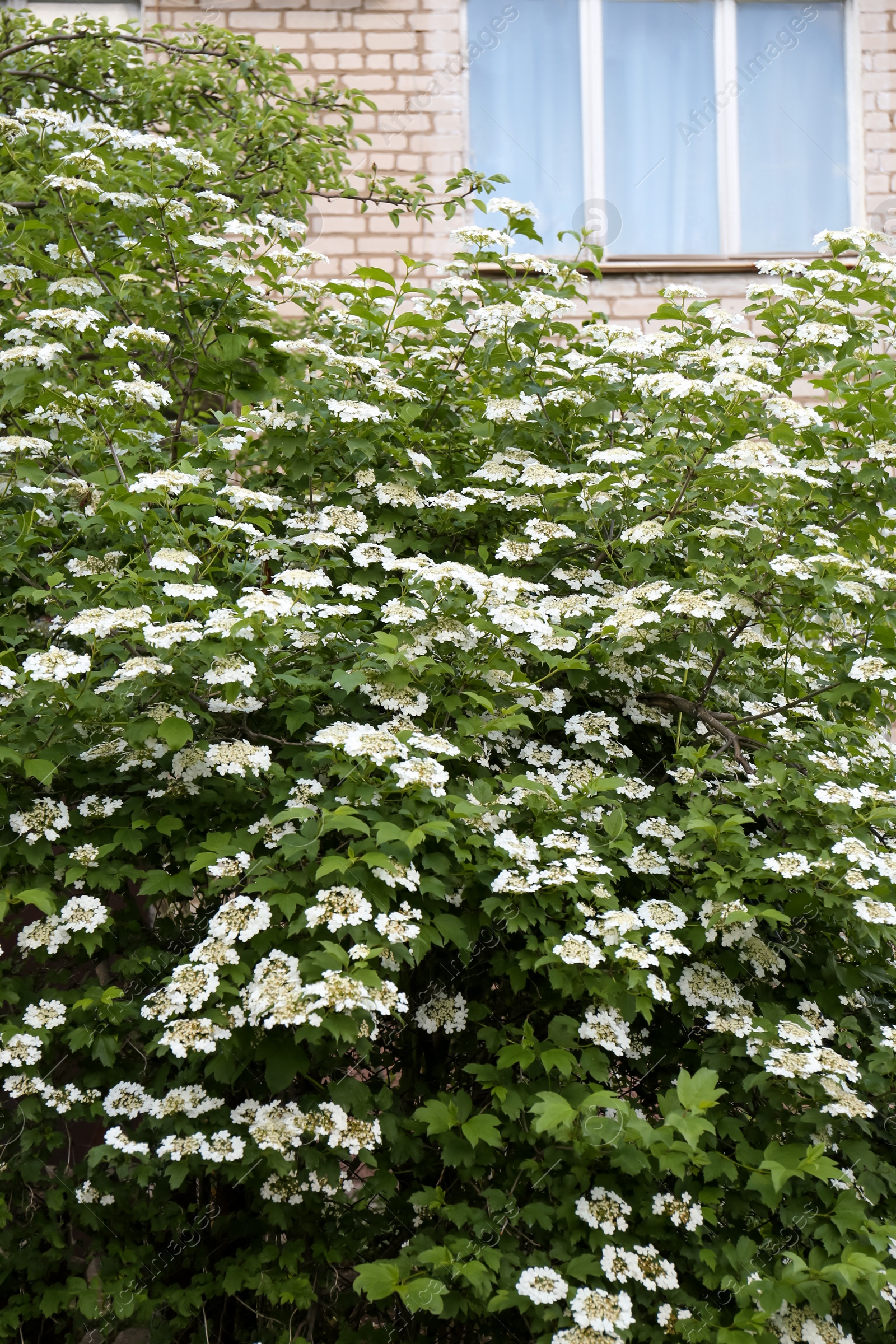 Photo of Beautiful Viburnum shrub with white flowers outdoors