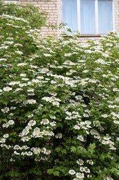 Beautiful Viburnum shrub with white flowers outdoors