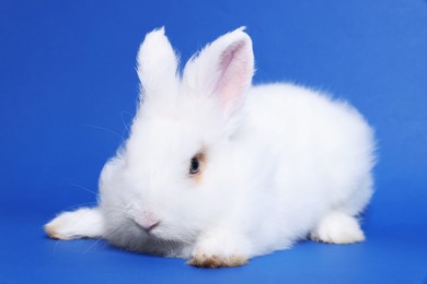 Photo of Fluffy white rabbit on blue background. Cute pet