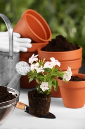 Photo of Beautiful flower, pots and gardening tools on white wooden table outdoors