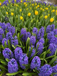 Photo of Beautiful blue hyacinth and tulip flowers growing outdoors