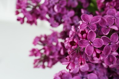 Photo of Closeup view of beautiful lilac flowers on white background, space for text