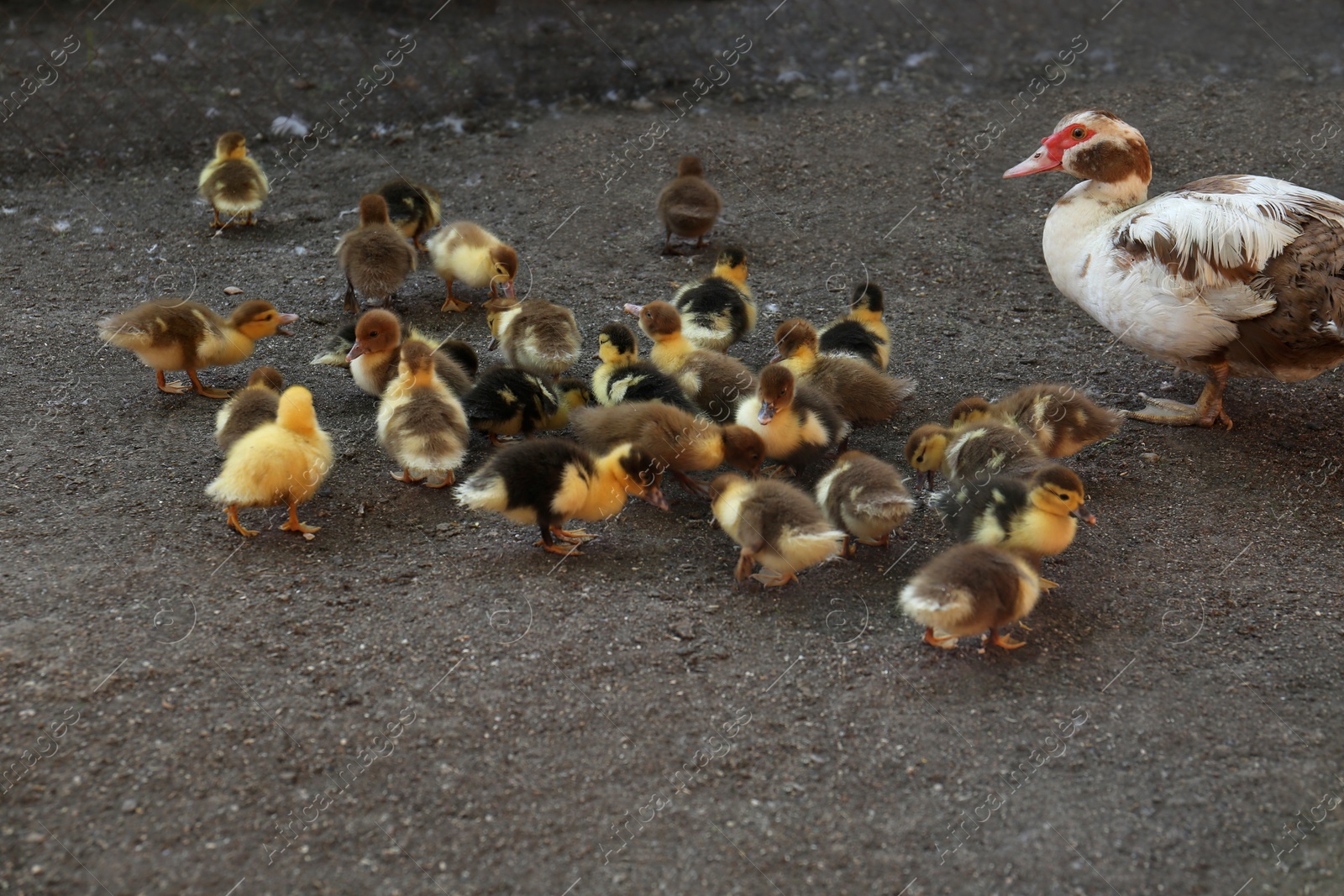 Photo of Cute fluffy ducklings with mother in farmyard