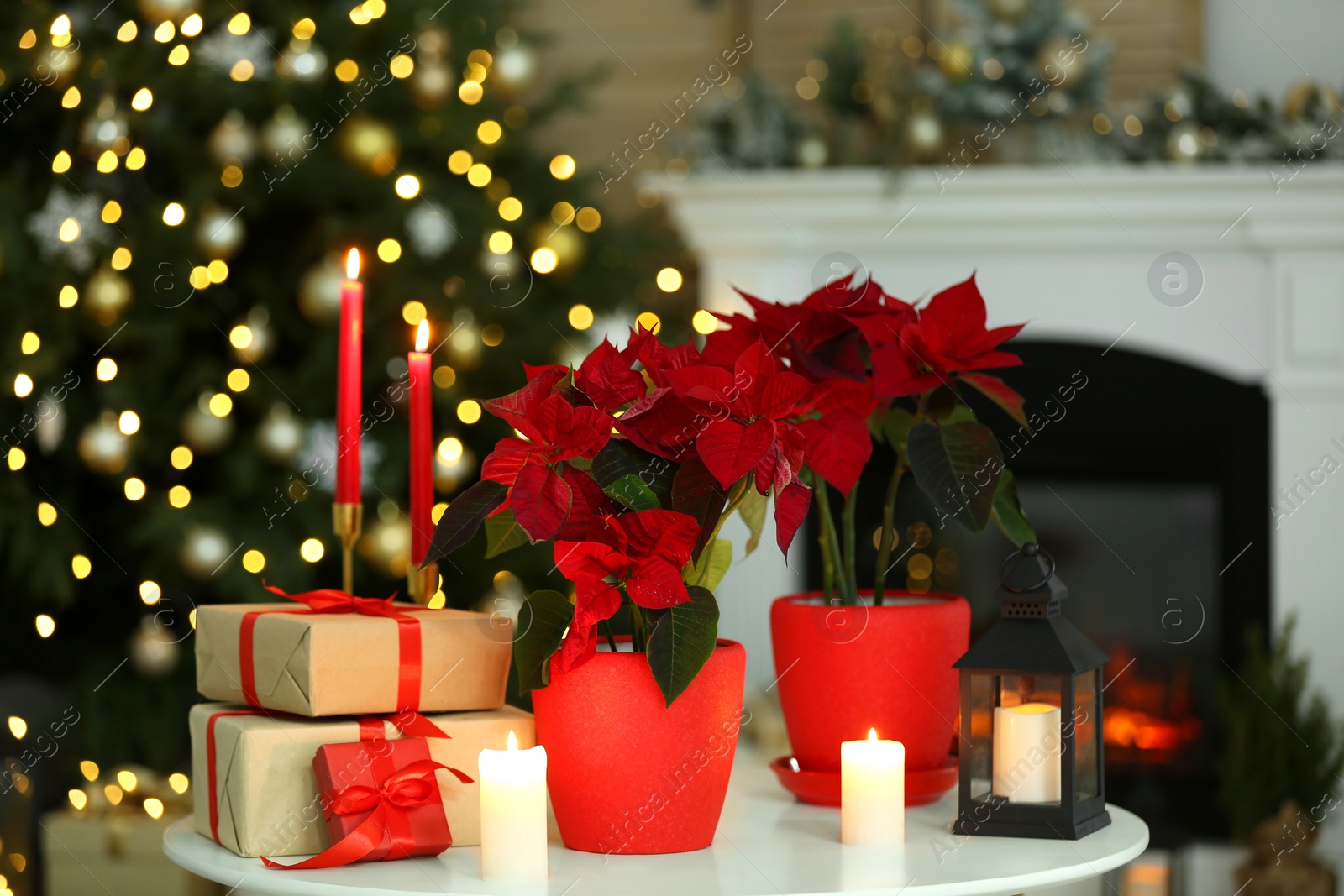 Photo of Potted poinsettias, burning candles and festive decor on white table in room. Christmas traditional flower