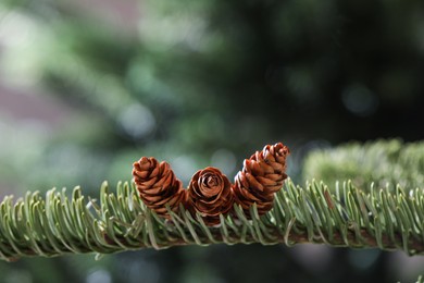 Closeup view of beautiful coniferous tree branch with cones on blurred background