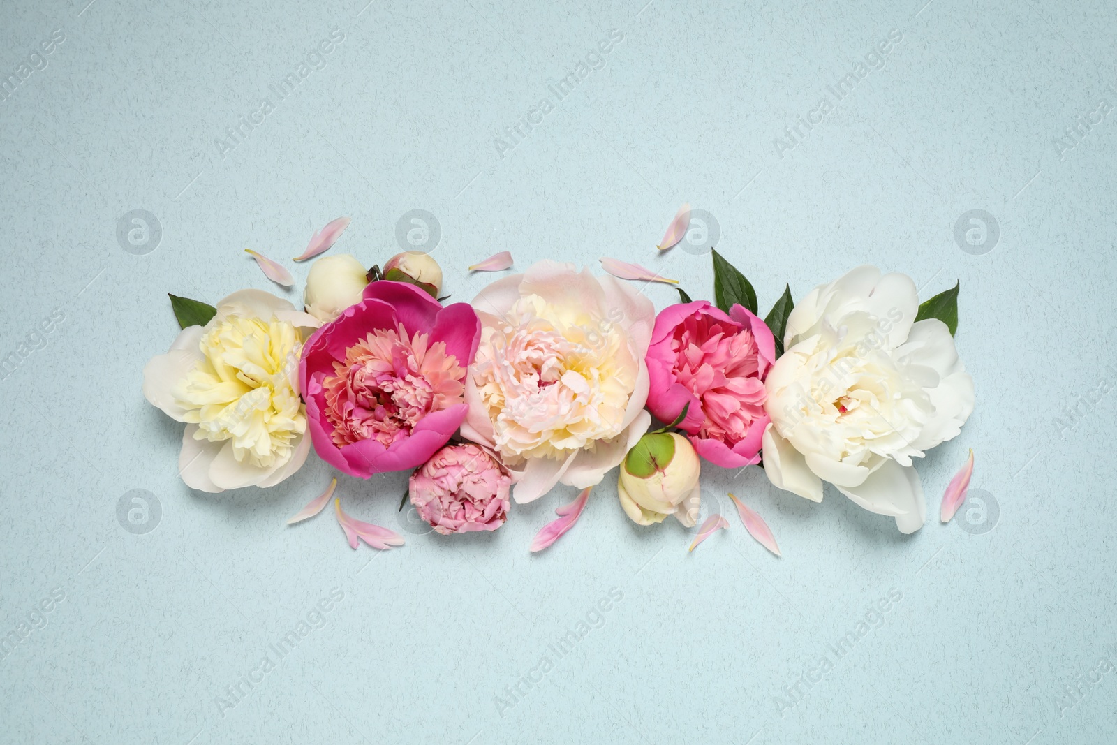 Photo of Beautiful fresh peonies on light blue background, flat lay