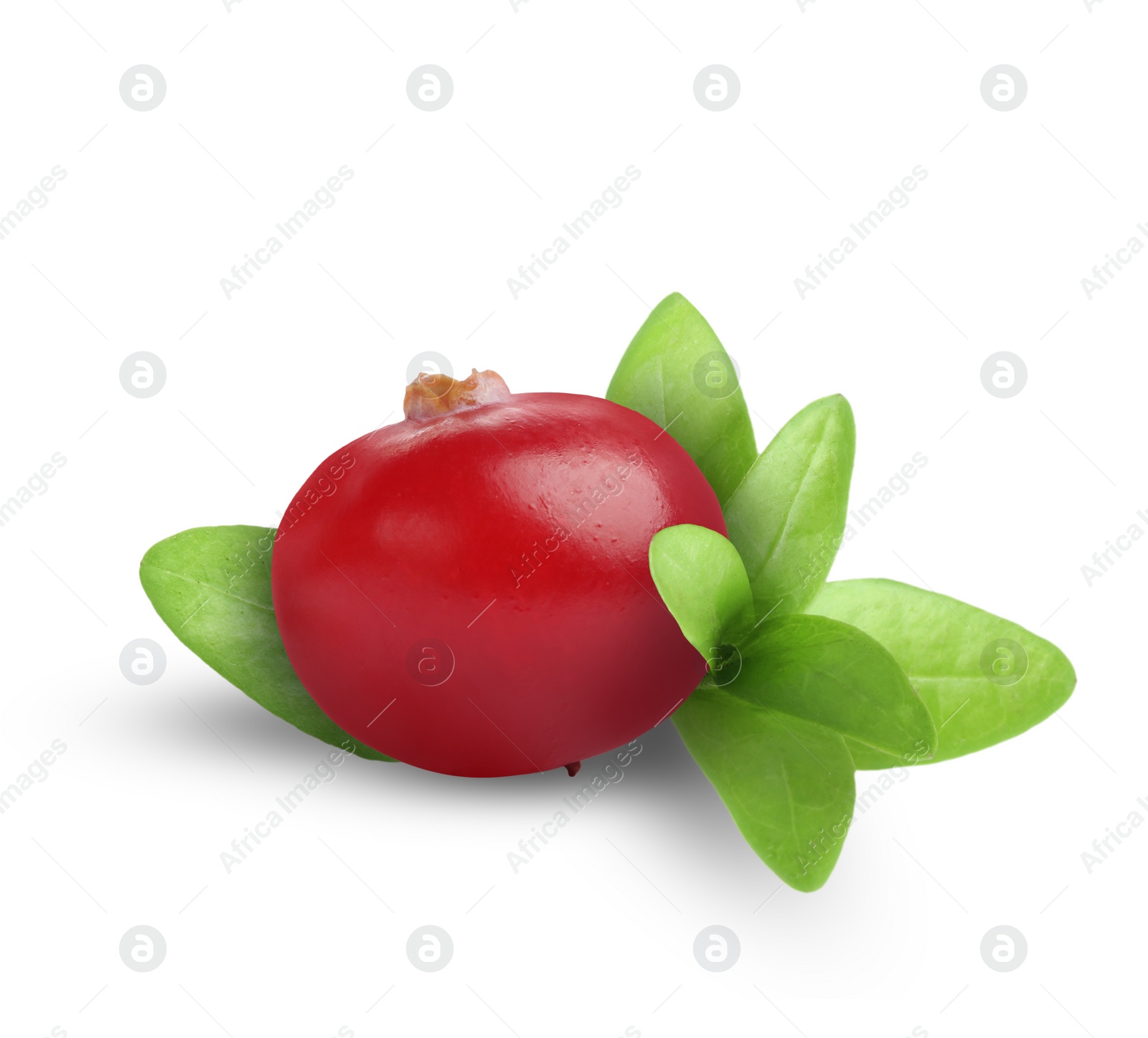 Image of One fresh ripe cranberry with leaves isolated on white