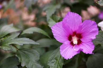 Photo of Beautiful tropical Hibiscus flower on bush outdoors