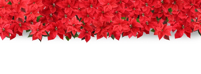 Christmas traditional Poinsettia flowers on white background, top view. Banner design 